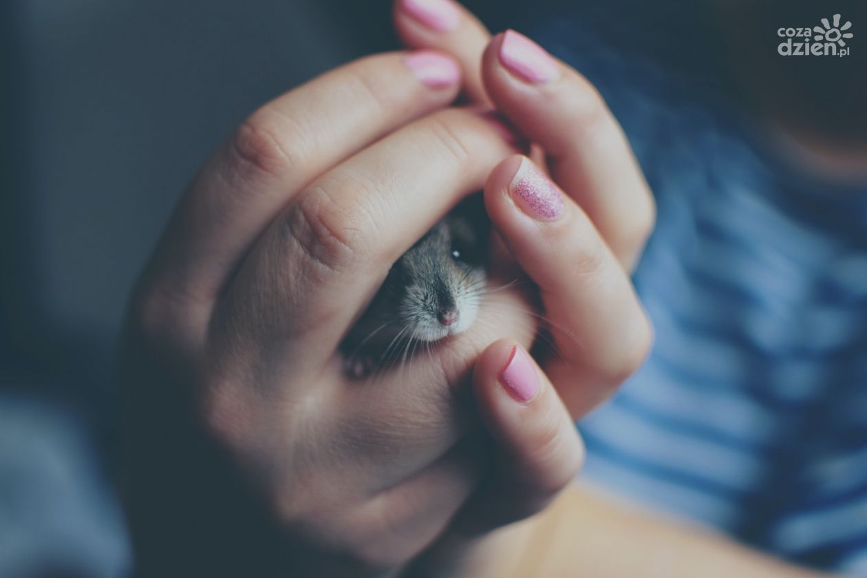 Niezbędne akcesoria dla gryzoni - o tym trzeba pamiętać