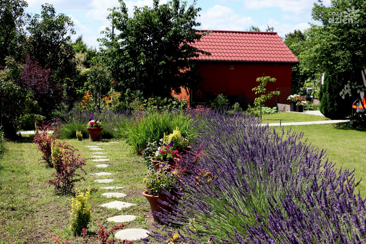 Kieleckie ogrody działkowe ze wsparciem z budżetu miasta