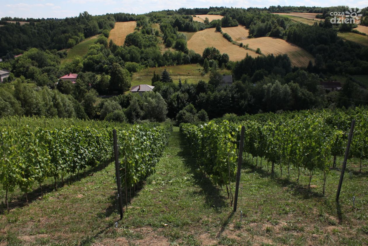 Winiarskie atrakcje w Sandomierzu