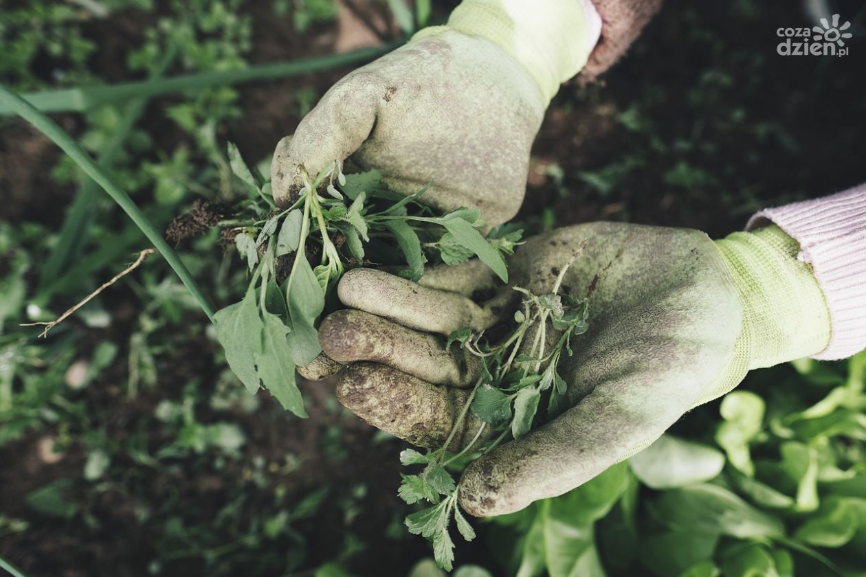 Środki ochrony roślin