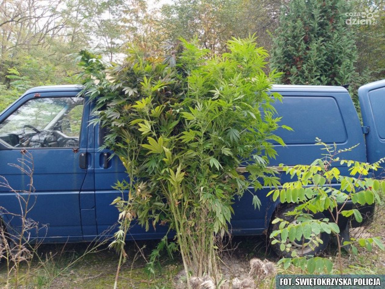 „Zielona plantacja” ukryta w lesie. Policja zabezpieczyła aż 86 krzewów konopi