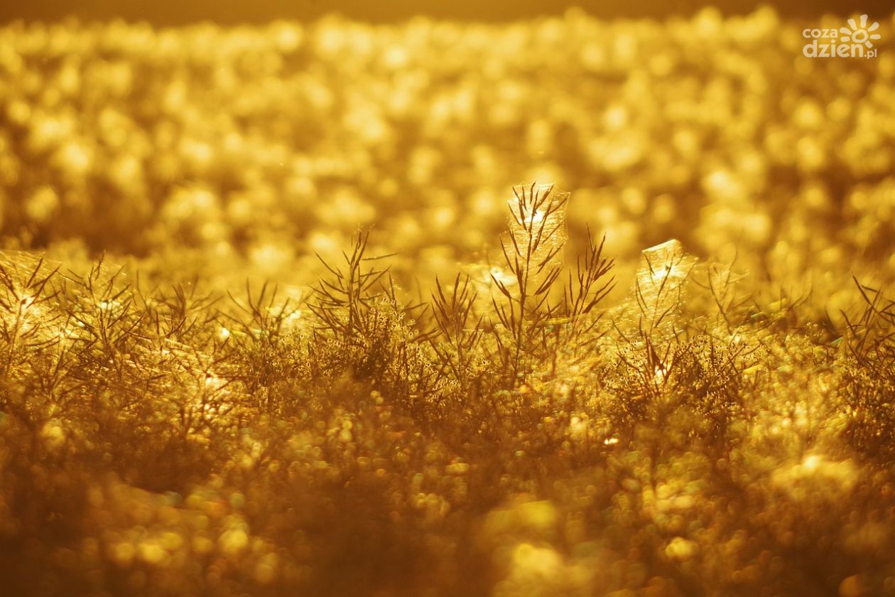 Co stosować na chwasty w warzywach?