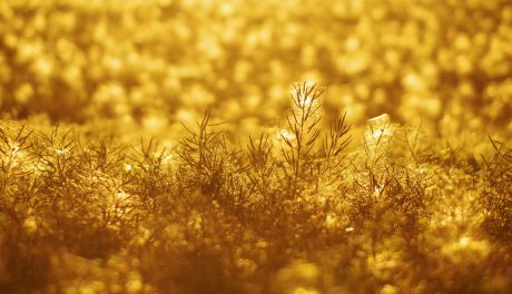 Co stosować na chwasty w warzywach?