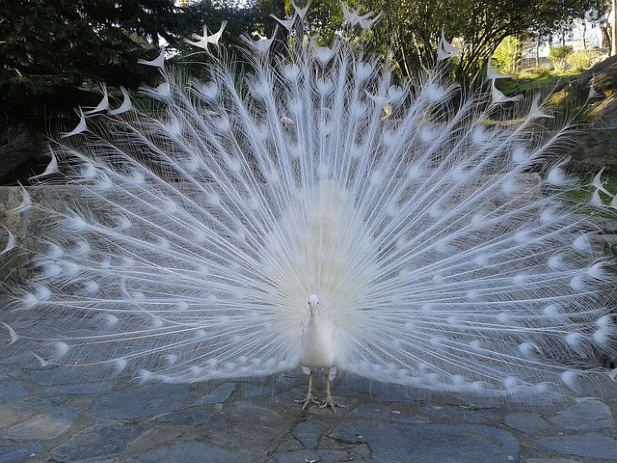 Puławy. Z wizytą u księżnej Czartoryskiej