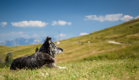 Wyjazd w Karkonosze z psem