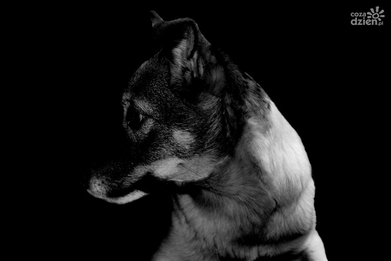 Zamknięcie schroniska w Nowinach