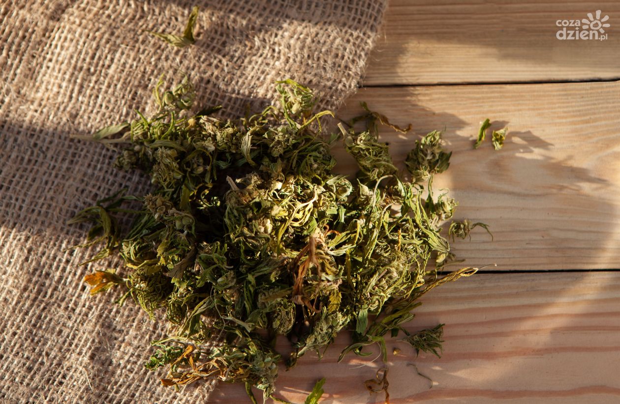 Susz konopny CBD - jak stosować?