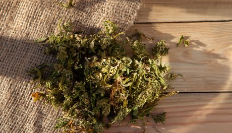 Susz konopny CBD - jak stosować?
