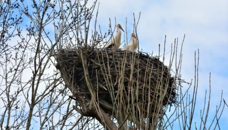 Przyrodnicy porządkują gniazda dla bocianów 
