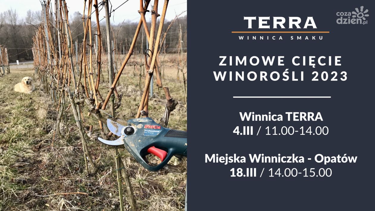 W Opatowie pokaz cięcia winorośli