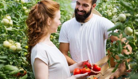 Sadzonki pomidorów online - rozsady młodych roślin do Twojego ogrodu