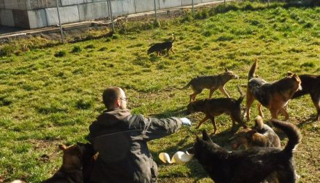 Nie kupuj, adoptuj! Dziś Światowy Dzień Zwierząt Bezdomnych