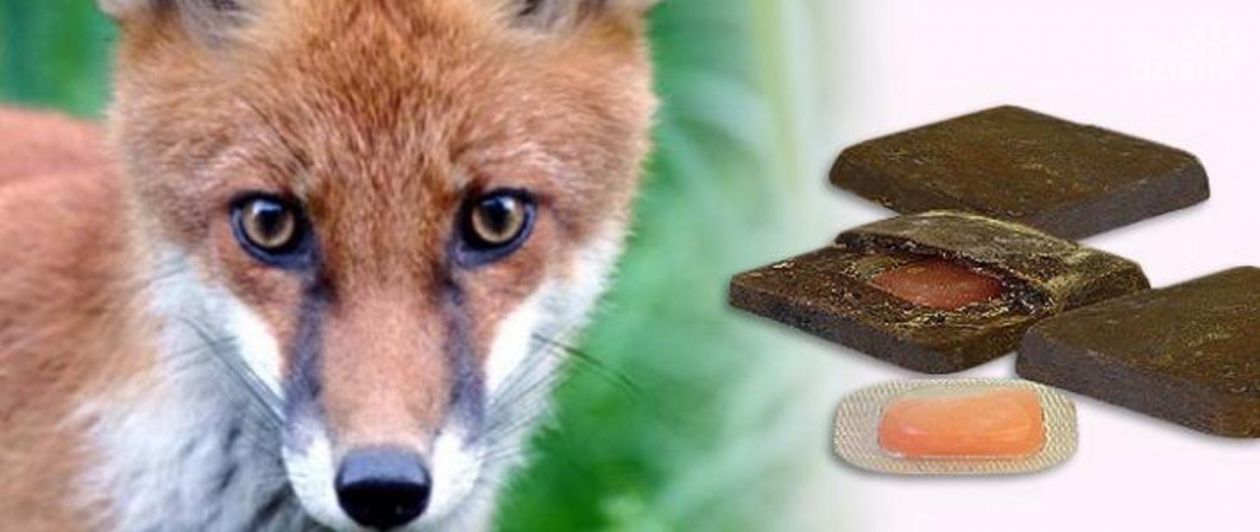 Szczepienie lisów przeciwko wściekliźnie 