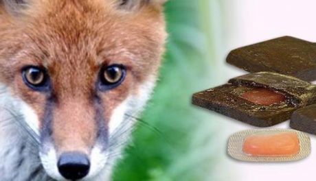 Szczepienie lisów przeciwko wściekliźnie 