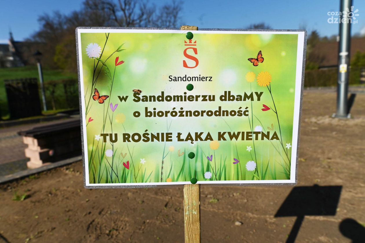 Kwietna łąka w centrum Sandomierza