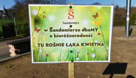 Kwietna łąka w centrum Sandomierza
