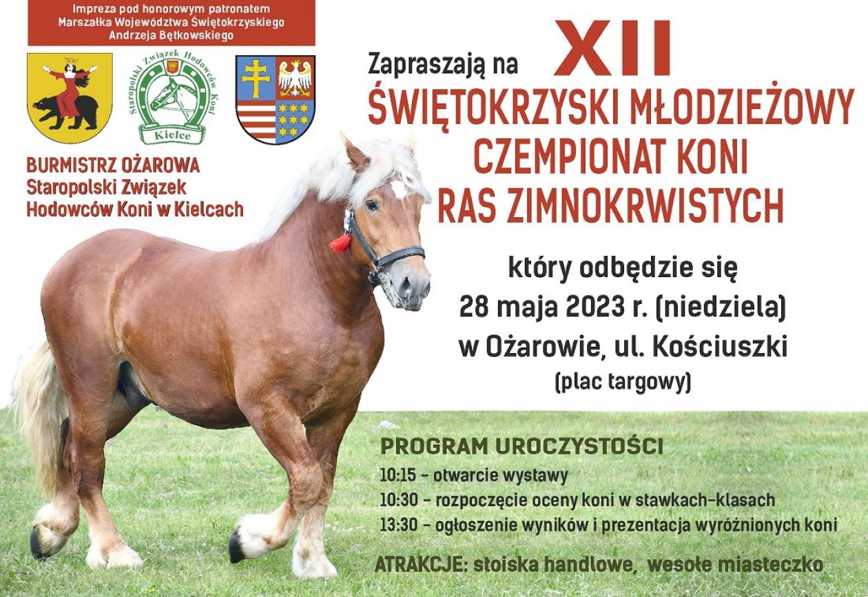 Ożarowski championat koni zimnokrwistych