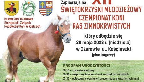 Ożarowski championat koni zimnokrwistych