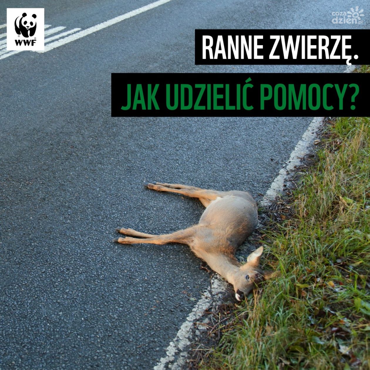 Ranne zwierzę. Jak udzielić pomocy?