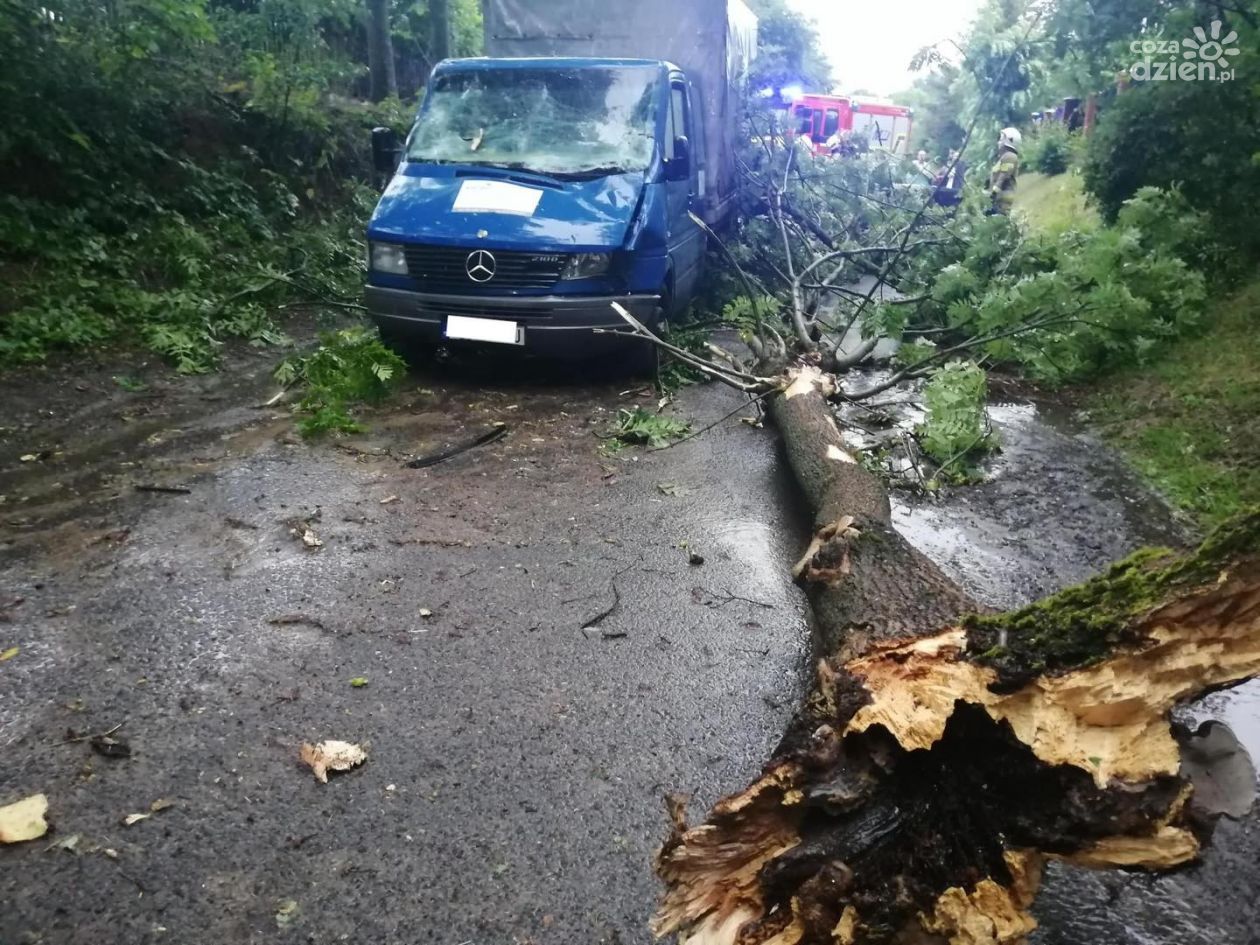 Powalone drzewa uszkodziły samochody 