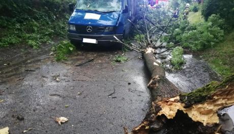 Powalone drzewa uszkodziły samochody 