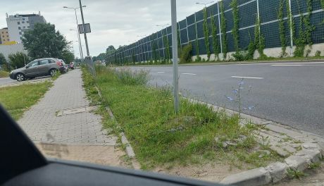 Nieskoszona trawa w Kielcach, kierowcy marudzą, miasto uspokaja