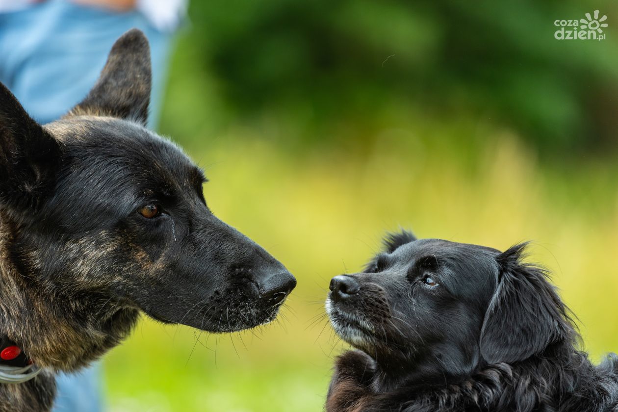 I Wystawa Psów Nierasowych w Chęcinach (fotorelacja)