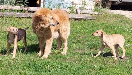 Kontrola w schronisku dla bezdomnych zwierząt w Suchedniowie. Stwierdzono liczne nieprawidłowości