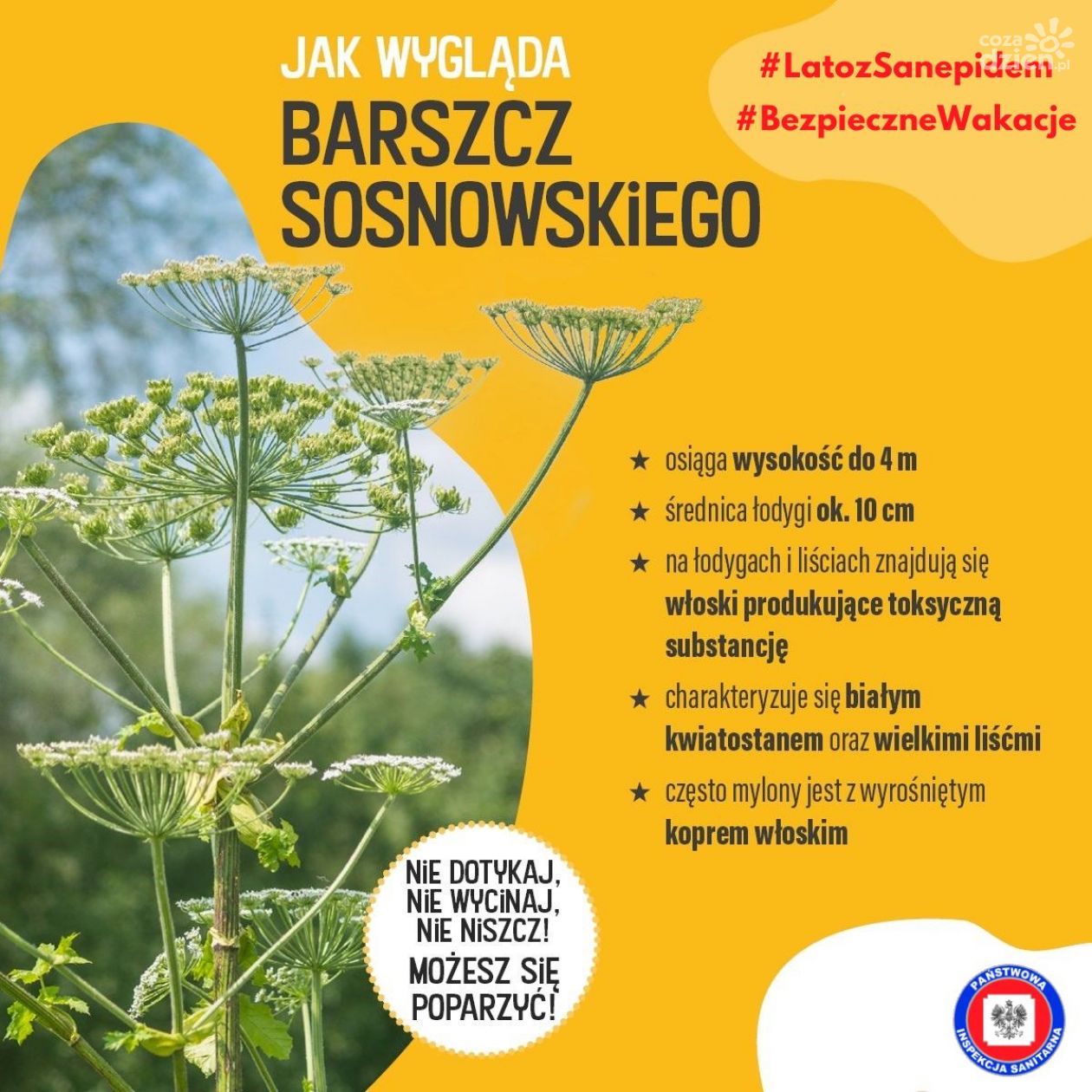 Uwaga na Barszcz Sosnowskiego, powoduje poparzenia