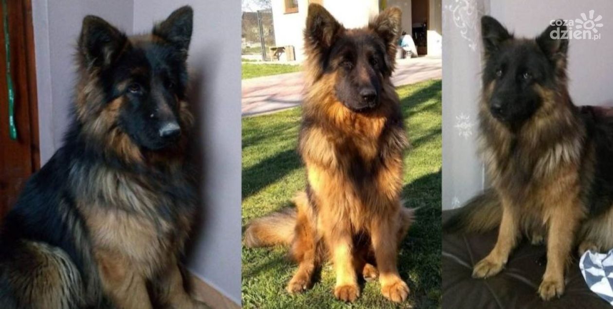 10 tys. zł. za odnalezienie psa - szukają od miesięcy