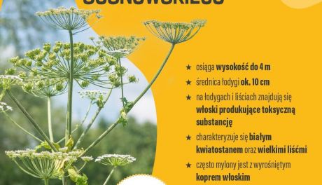 Uwaga na Barszcz Sosnowskiego, powoduje poparzenia