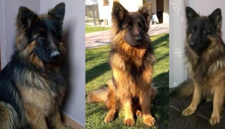 10 tys. zł. za odnalezienie psa - szukają od miesięcy