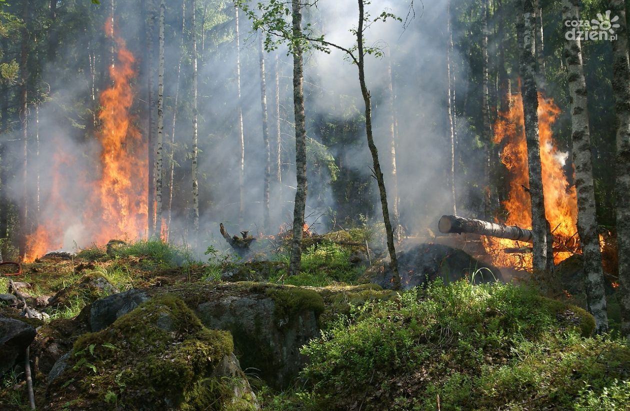 Zagrożenie pożarowe w lasach 