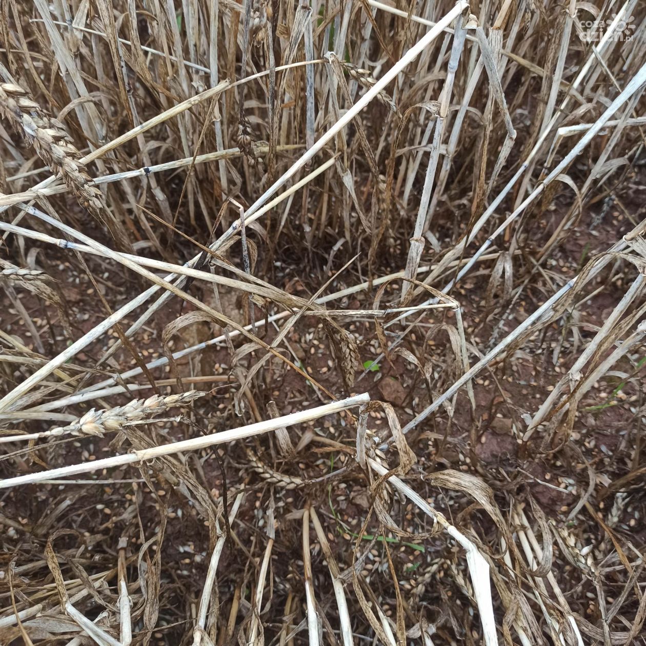 Trudne żniwa w regionie