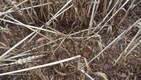 Trudne żniwa w regionie