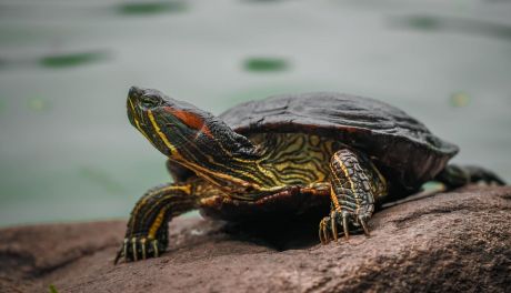 Fundacja Oceanika odłowi żółwie mieszkające w kieleckim Parku Miejskim