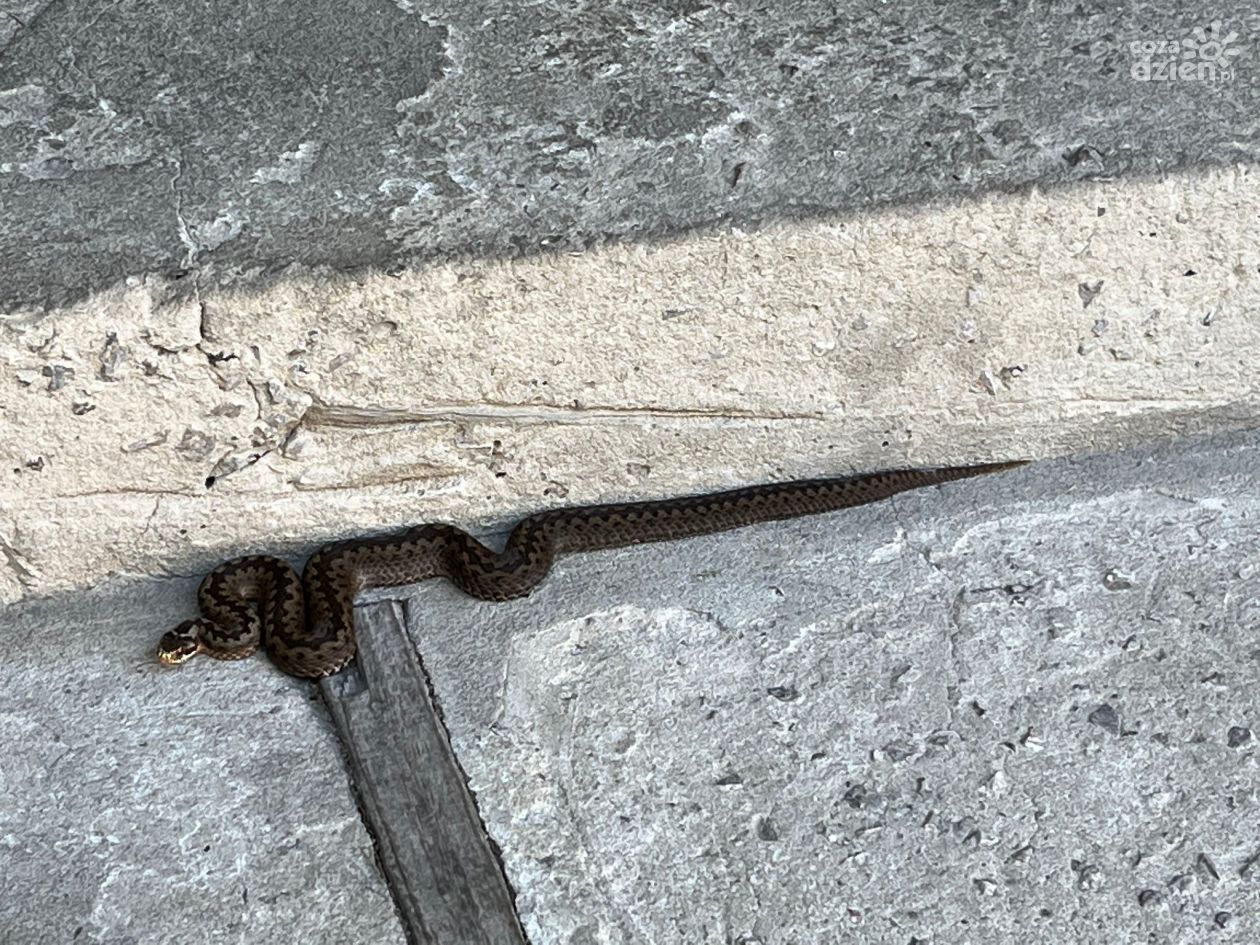 Żmija na schodach do domu w Koliszowach