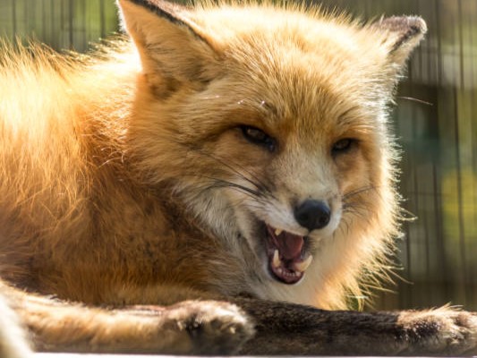 Uwaga, rusza akcja szczepienia lisów przeciwko wściekliźnie