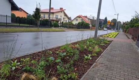 Przy ostrowieckich ulicach będą kwietne rabaty