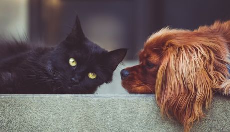 Kastracje psów i kotów z dofinansowaniem 