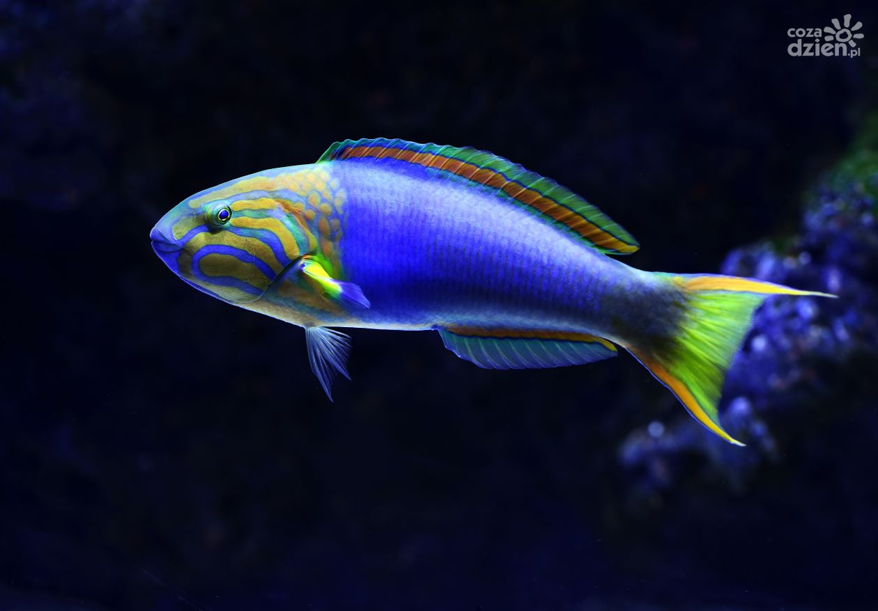 Jak łączyć ryby w akwarium? To musisz wiedzieć!