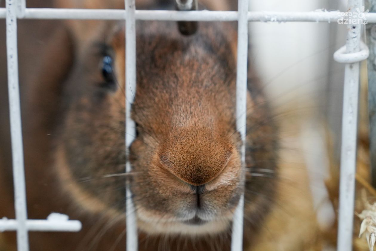 Weekend dla hobbystów i pasjonatów w Targach Kielce