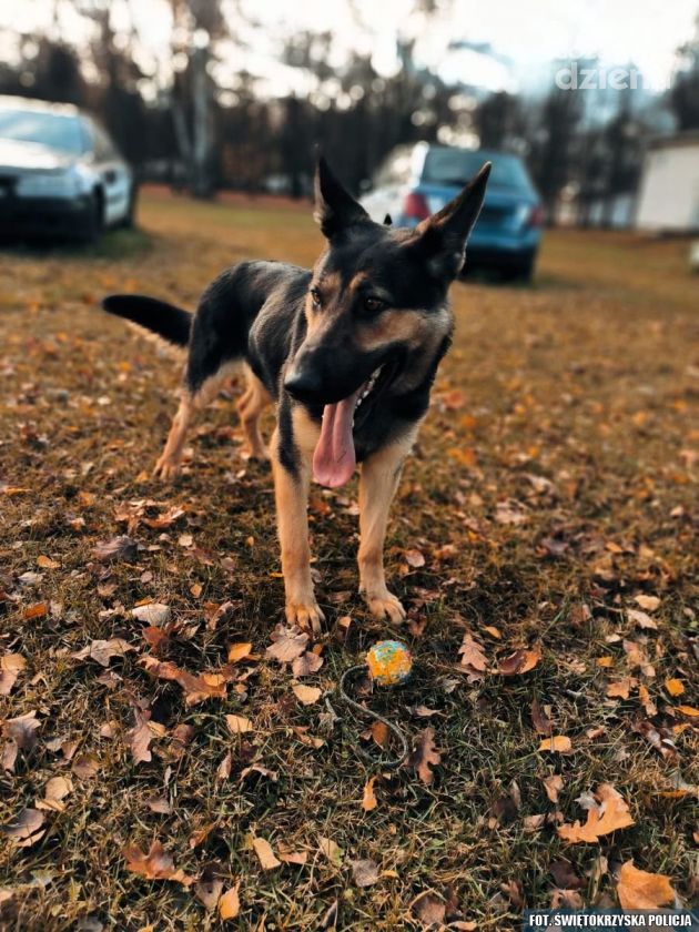 Czworonożny funkcjonariusz w ostrowieckiej komendzie 