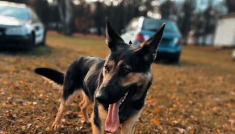 Czworonożny funkcjonariusz w ostrowieckiej komendzie 