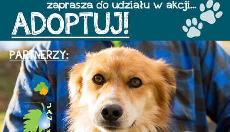 Adoptuj- nie kupuj!- akcja ostrowieckiego schroniska dla zwierząt