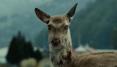 Choroba jeleni zombie już w Europie. Kiedy dotrze do Polski?