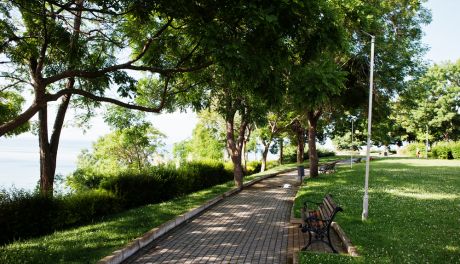 Rola ekspertów z zakresu dendrologii