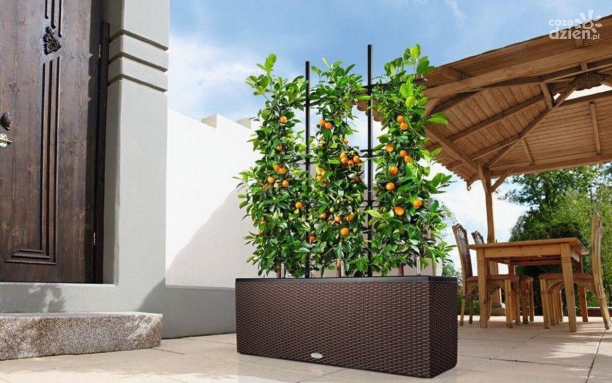 Jak uprawiać warzywa i owoce w doniczkach na tarasie?