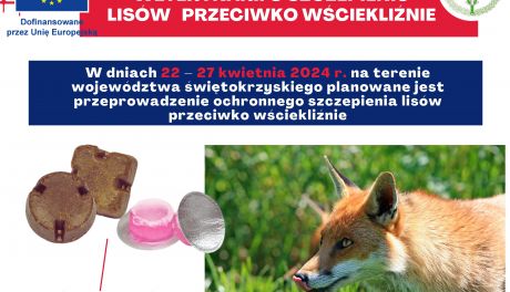 Szczepienia lisów przeciwko wściekliźnie 