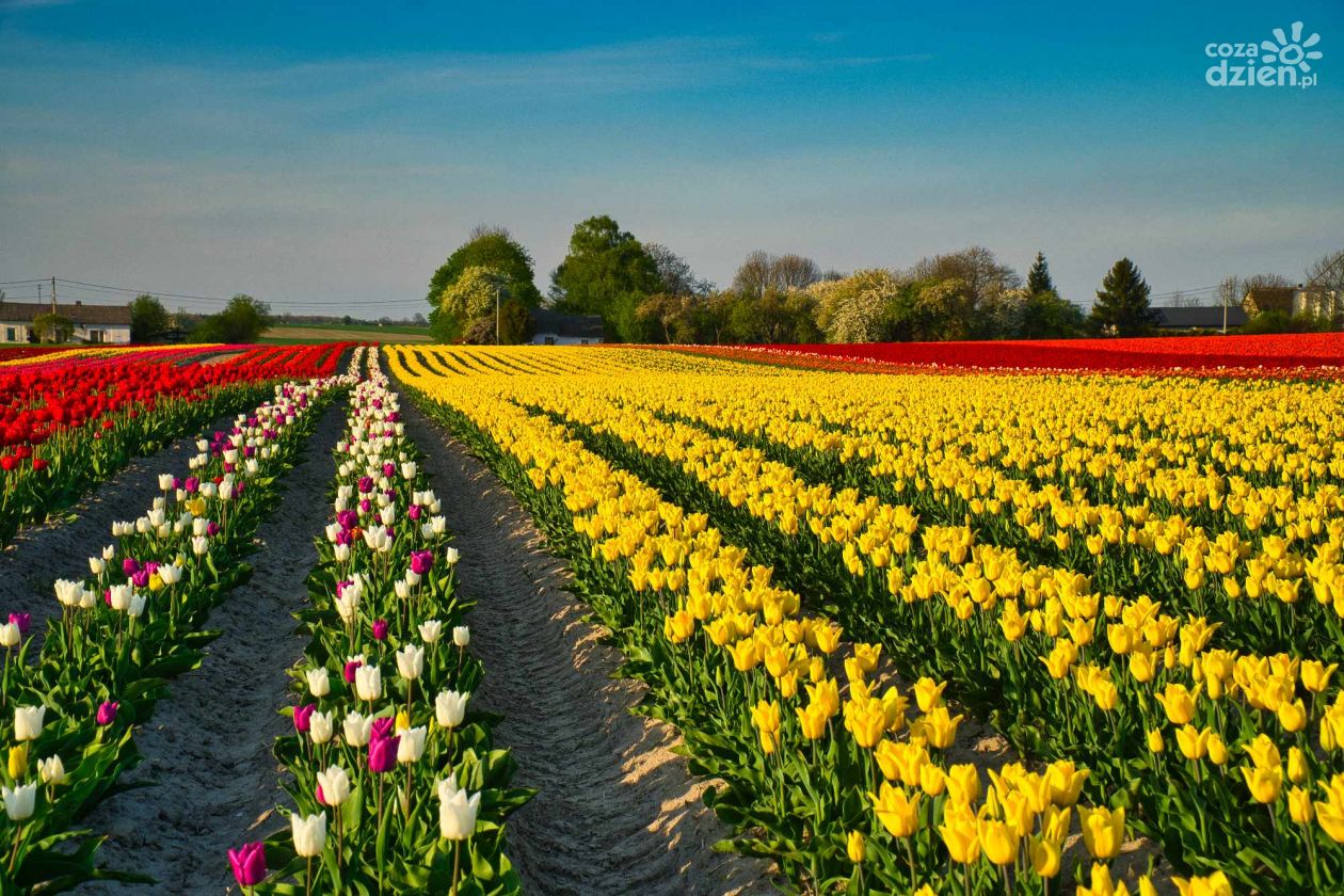 Pole tulipanów w Jadwigowie zachwyca